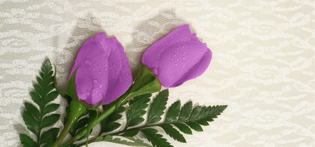 2 Roses Lavender (Spanish)